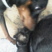 Photo #211080 de Chryspy