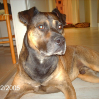 Photo #211157 de Tyson