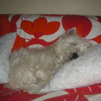 Photo #211177 de Bounty