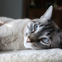 Photo #211211 de Minou