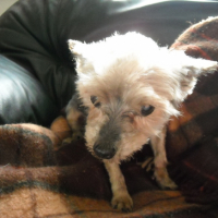 Photo #211222 de Lady
