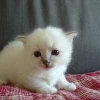 Photo #211223 de Crystal