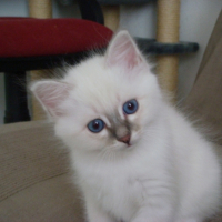 Photo #211224 de Crystal