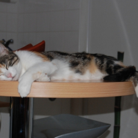 Photo #211240 de Tesla