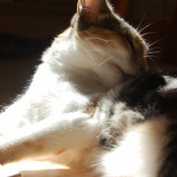 Photo #211243 de Tesla
