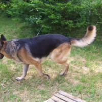 Photo #211284 de Rambo