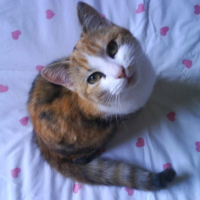 Photo #211288 de Canelle