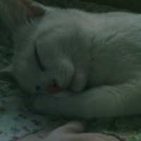 Photo #211302 de Luna