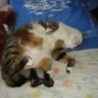 Photo #211306 de Simba