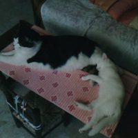 Photo #211319 de Luna