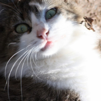 Photo #211357 de Minette