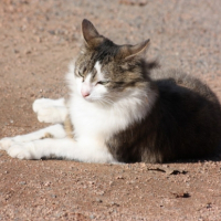 Photo #211358 de Minette