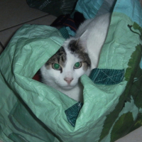 Bibou veut faire les courses