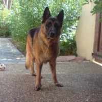 Photo #211415 de Rambo