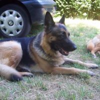 Photo #211416 de Rambo
