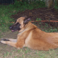 Photo #211418 de Rosco