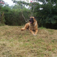 Photo #211419 de Rosco
