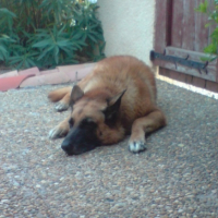 Photo #211421 de Rosco