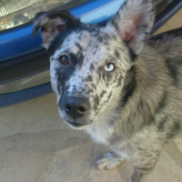 Photo #211425 de Coockie