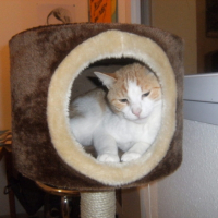 Photo #211432 de Cookie