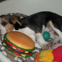 Photo #211459 de Eclair