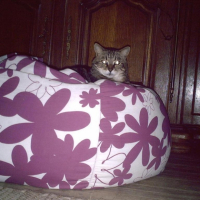 Photo #211464 de Choupette