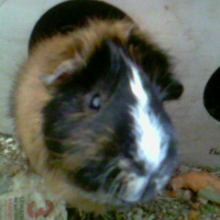 Photo #211466 de Lerat