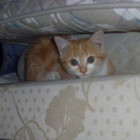 Photo #211481 de Cacahouette