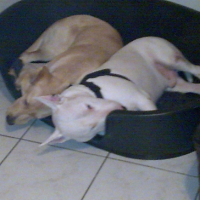 Photo #211493 de V'ron