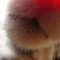 Photo #211515 de Sacha
