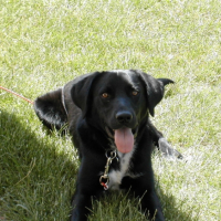 Photo #211524 de Blacky