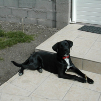 Photo #211525 de Blacky