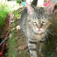 Photo #211541 de Lola