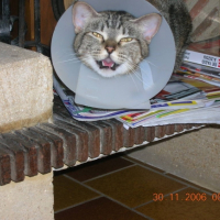 Photo #211542 de Lola