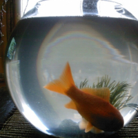 Photo #211587 de Maurice