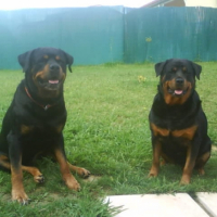 Kaiser & Tacha.