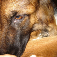 Photo #211634 de Voxane