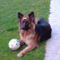 Photo #211635 de Voxane