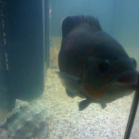 Photo #211649 de Oscar