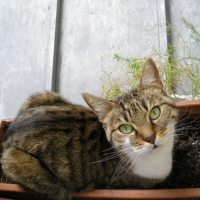Photo #211667 de Tobe