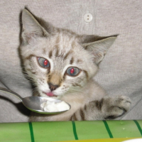 Photo #211676 de Moon