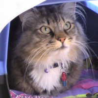 Photo #211677 de Felix