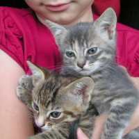 Photo #211682 de Tigre et tigrou