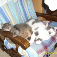 Photo #211845 de Sheena