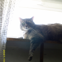 Photo #211846 de Sheena
