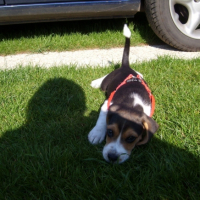 Photo #211869 de Dooggy