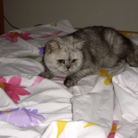 Photo #211903 de Malys