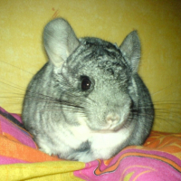 Photo #211927 de Bouly