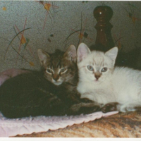 Photo #211929 de Fifi et figaro