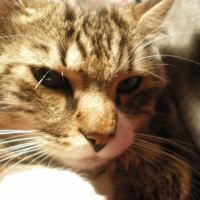 Photo #211969 de Mingris